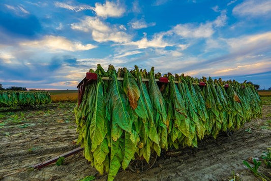 Chewing Tobacco - Premium Quality and Rich Flavor